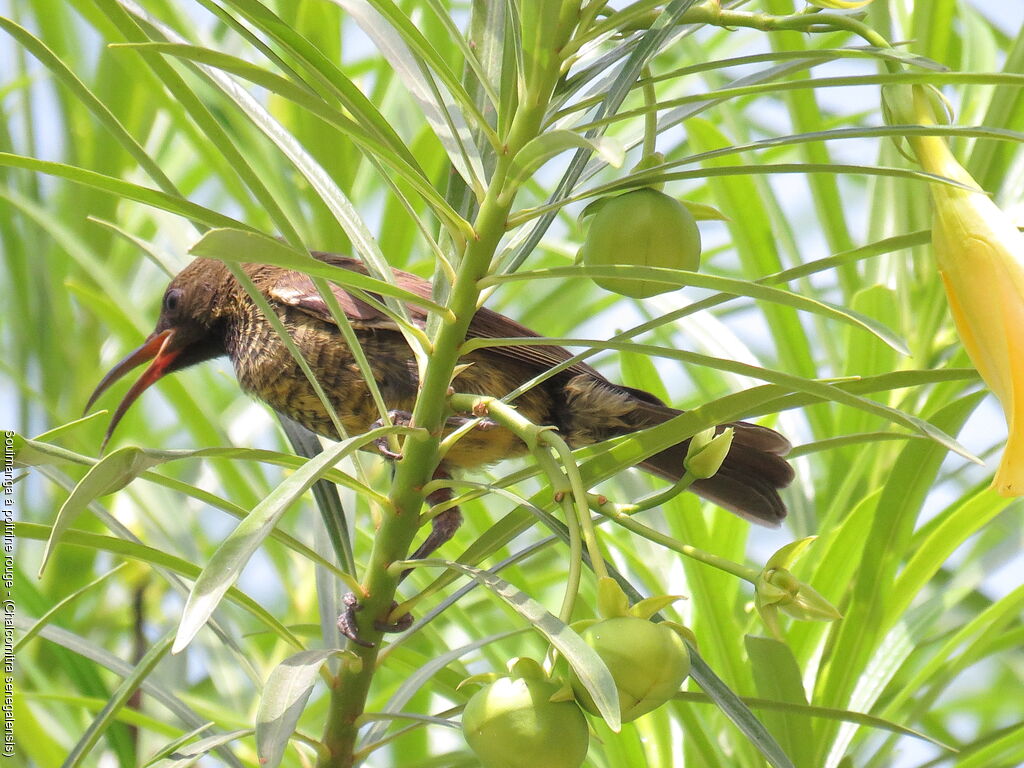 Scarlet-chested Sunbird female