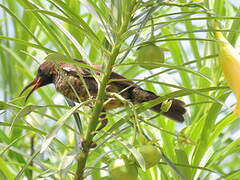 Scarlet-chested Sunbird