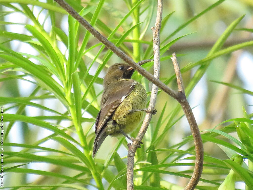 Souimanga à poitrine rouge femelle