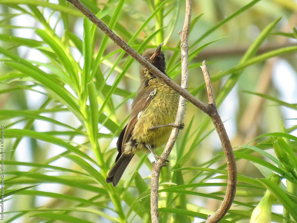 Scarlet-chested Sunbird female