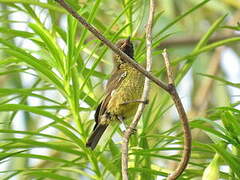 Scarlet-chested Sunbird