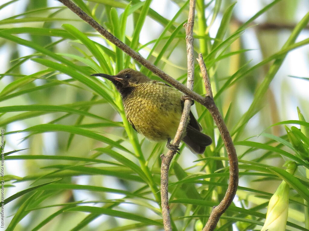 Scarlet-chested Sunbird