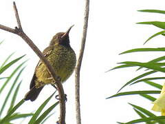 Scarlet-chested Sunbird