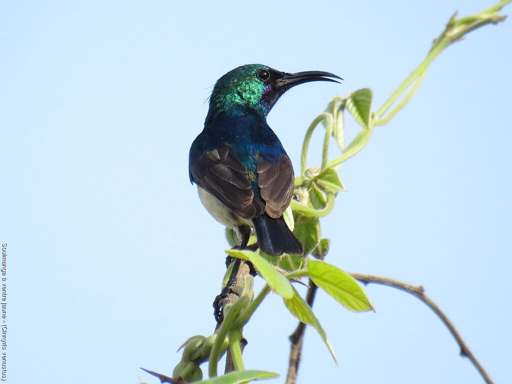 Variable Sunbird