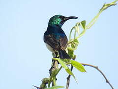 Variable Sunbird