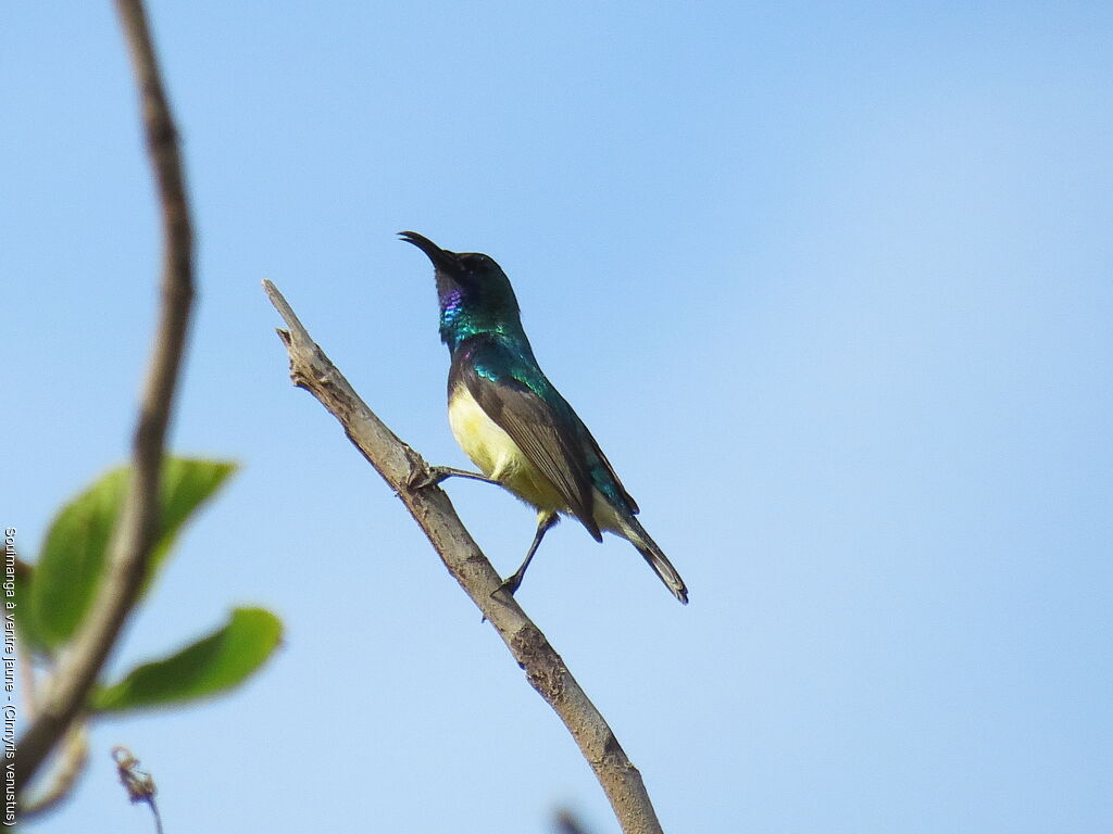 Variable Sunbird