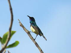 Variable Sunbird