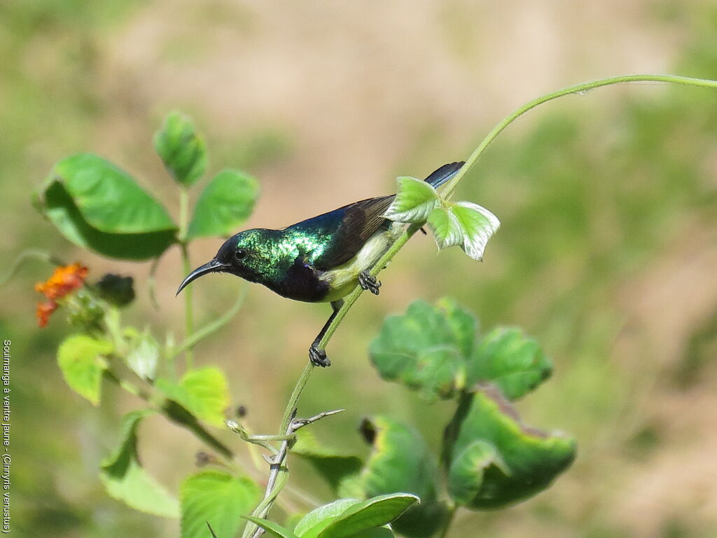 Variable Sunbird