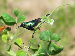 Variable Sunbird