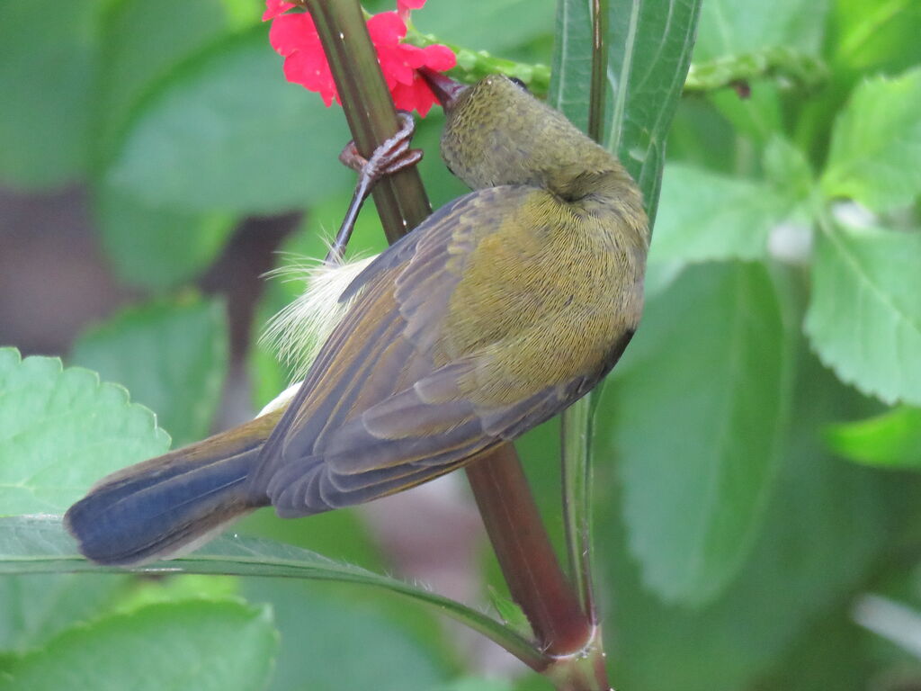 Crimson Sunbirdadult