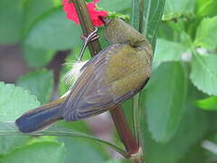 Crimson Sunbird