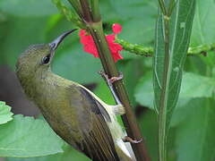 Crimson Sunbird