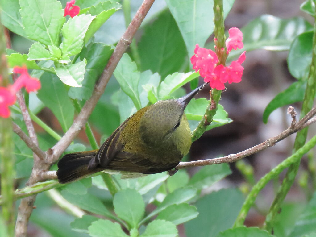 Crimson Sunbird