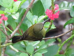 Crimson Sunbird