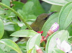 Crimson Sunbird