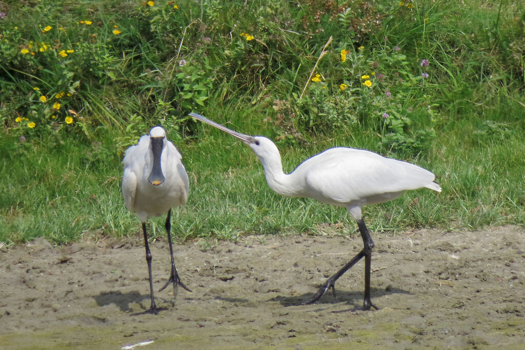 Eurasian Spoonbill