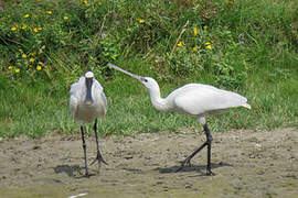 Eurasian Spoonbill