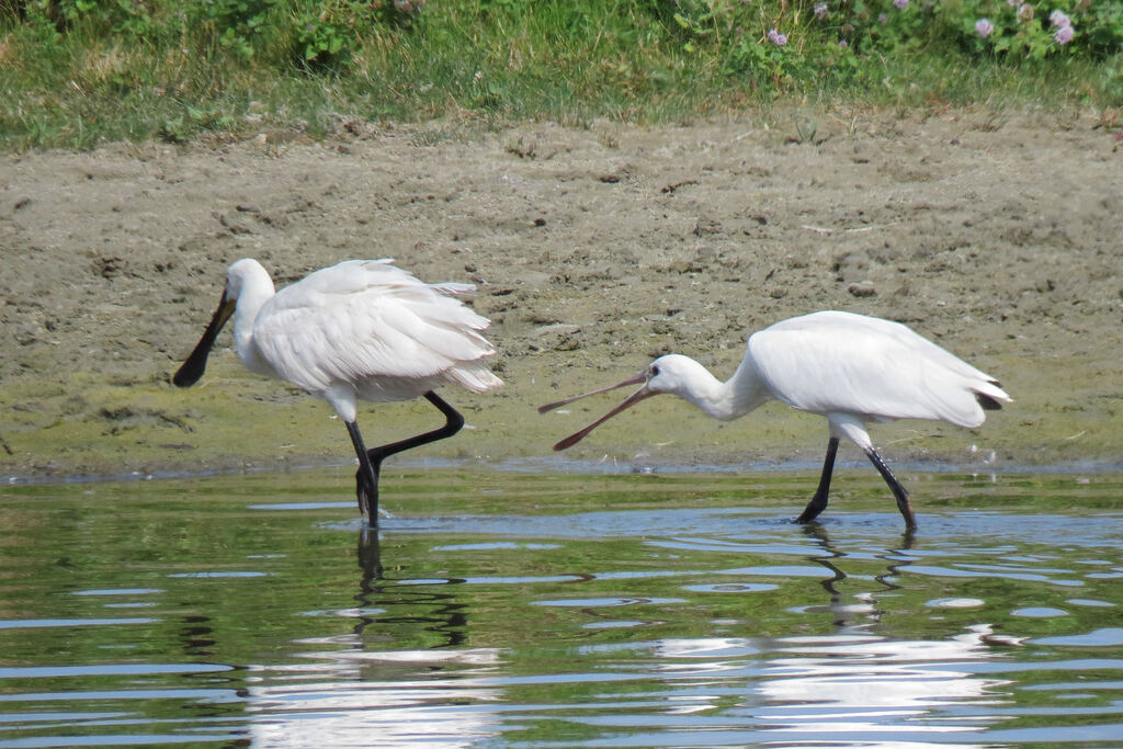 Eurasian Spoonbill