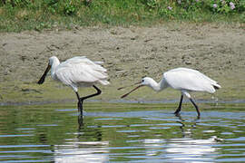 Eurasian Spoonbill