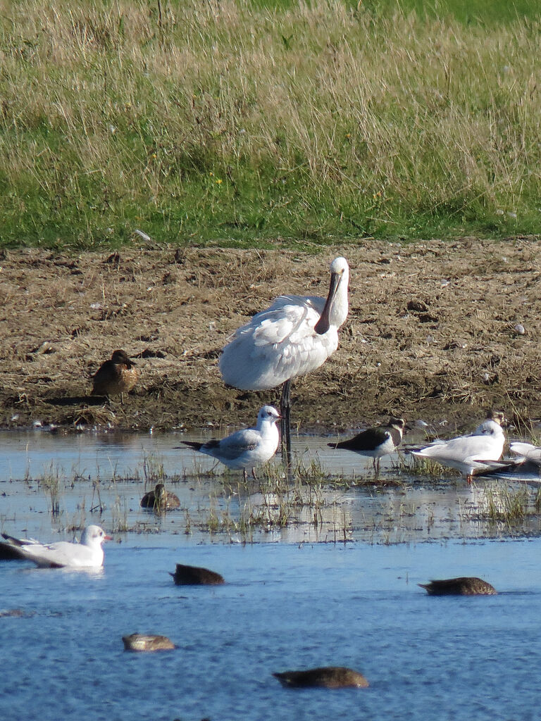 Eurasian Spoonbill