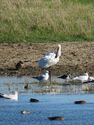 Eurasian Spoonbill