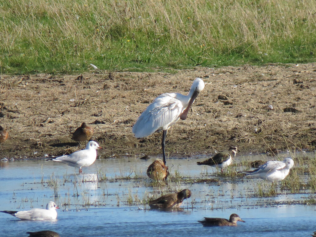 Eurasian Spoonbill