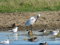 Eurasian Spoonbill