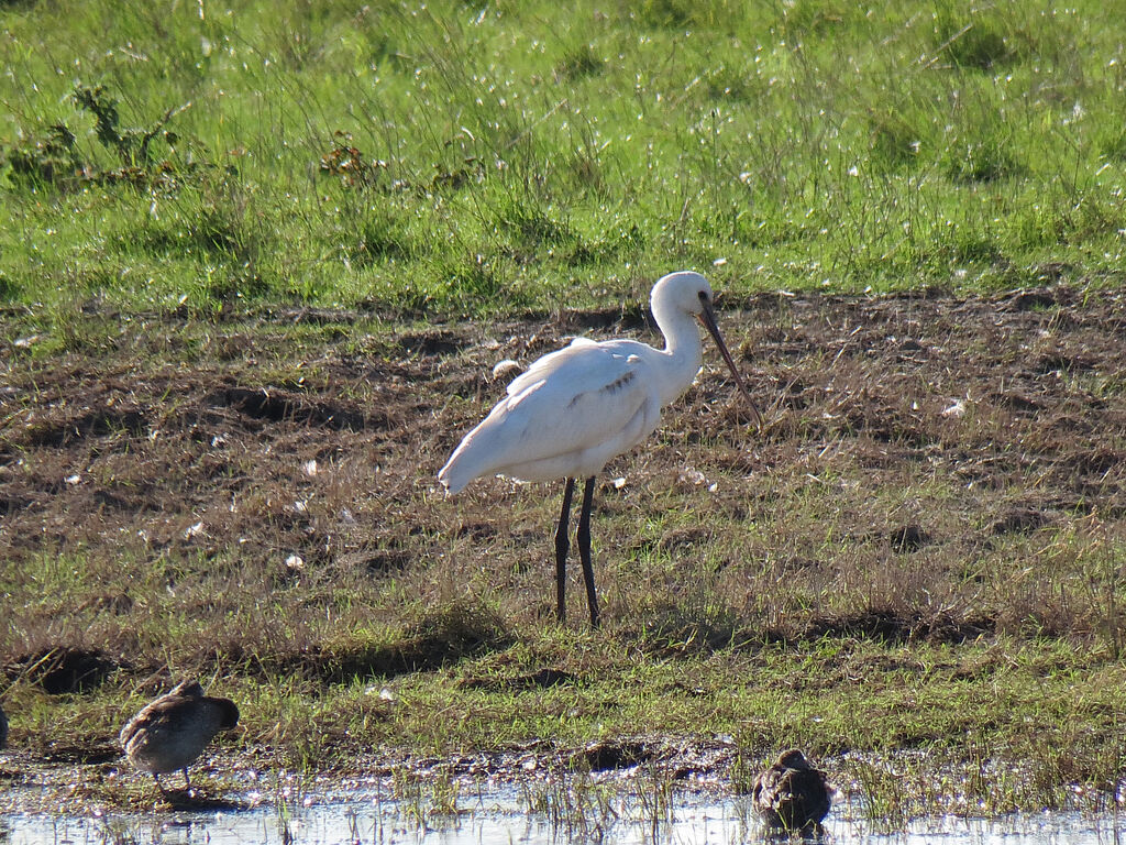 Eurasian Spoonbill