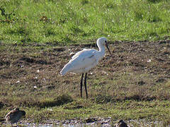 Eurasian Spoonbill