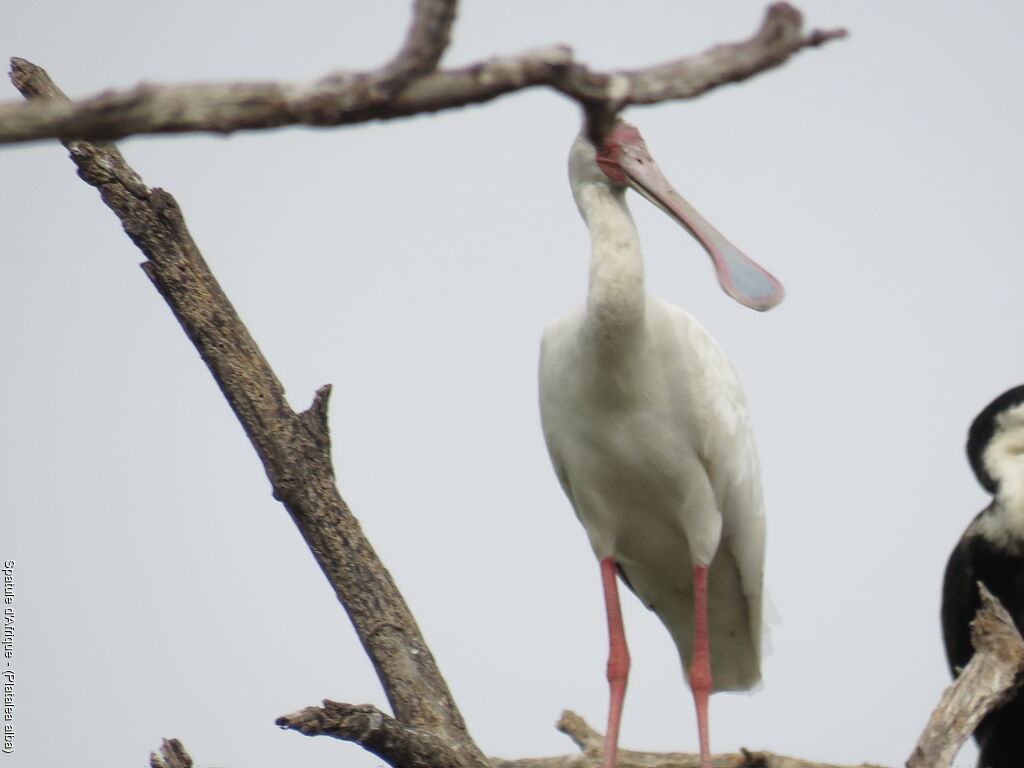 African Spoonbill