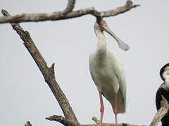 African Spoonbill