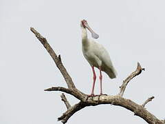 African Spoonbill