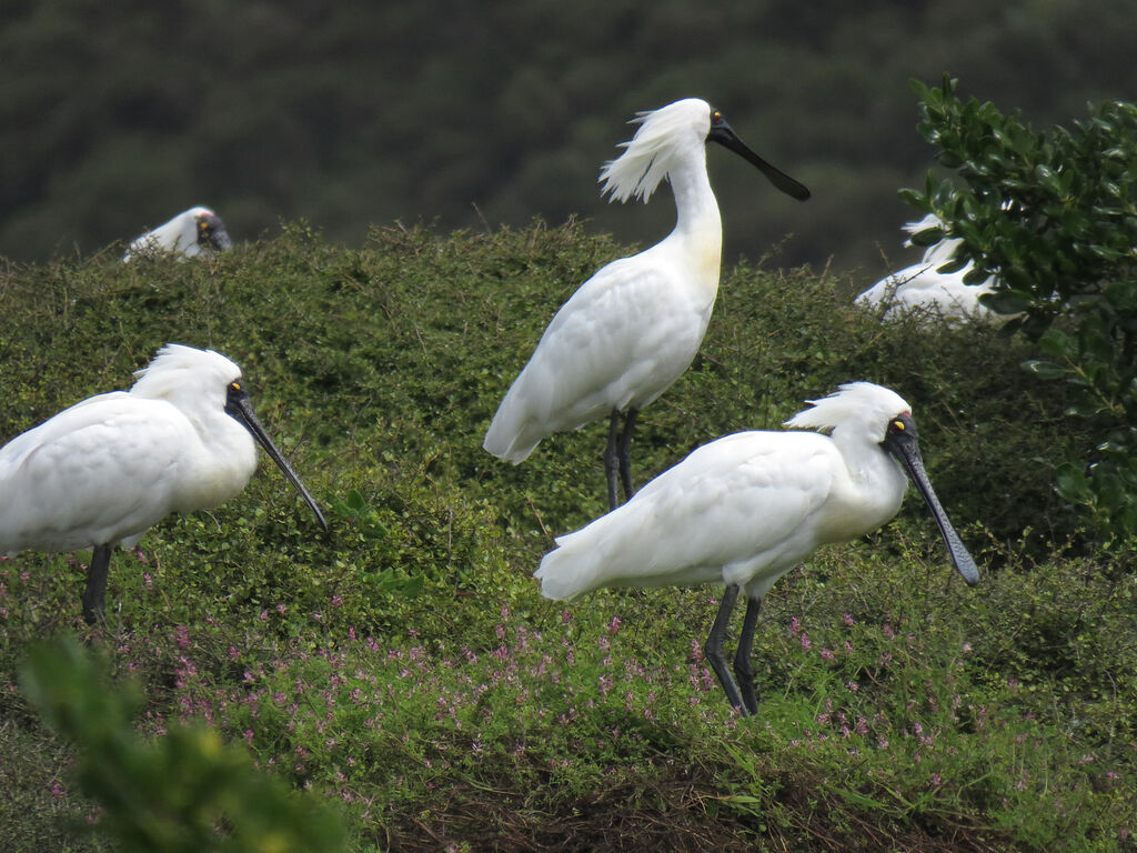 Royal Spoonbill