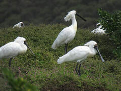 Royal Spoonbill