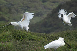 Royal Spoonbill