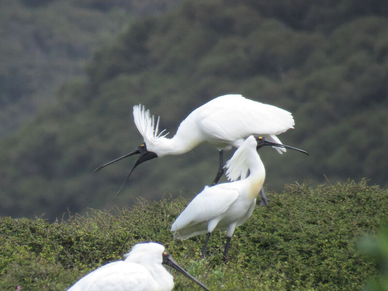 Royal Spoonbill, courting display