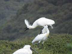 Royal Spoonbill