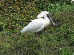 Royal Spoonbill