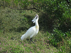 Royal Spoonbill