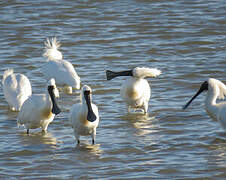 Royal Spoonbill