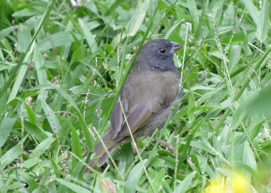 Black-faced Grassquit