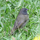 Sporophile cici