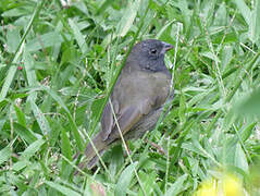 Black-faced Grassquit