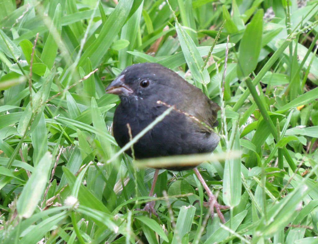 Black-faced Grassquit