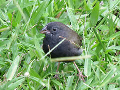 Black-faced Grassquit