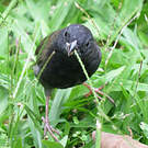 Sporophile cici