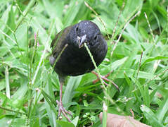 Black-faced Grassquit