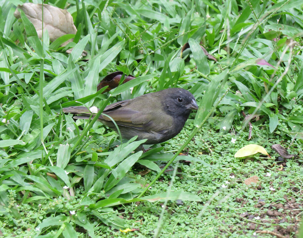 Black-faced Grassquit