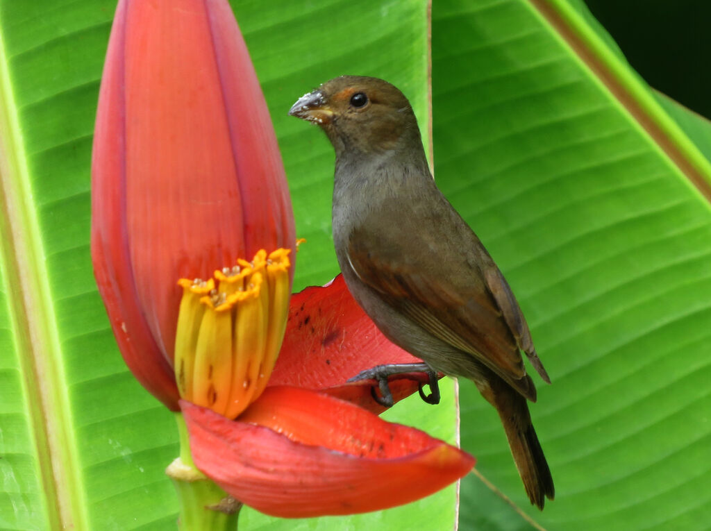 Lesser Antillean Bullfinch female, feeding habits, eats