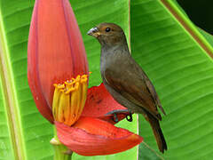 Lesser Antillean Bullfinch